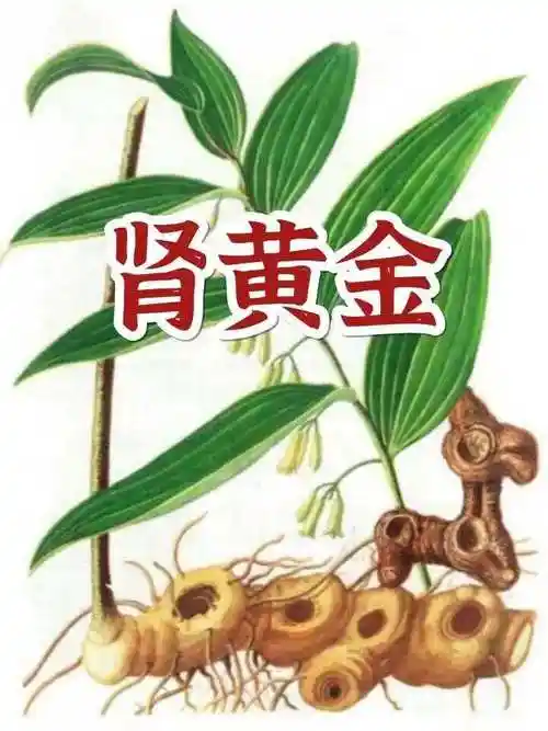 它是肾黄金,好处多到说不清,冬吃黄精大补,这样吃更有性价比有一句