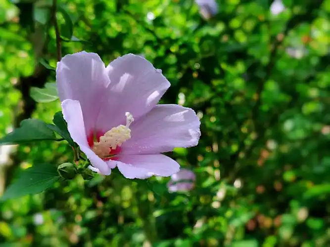 木槿花花语～温柔的坚持:木槿花朝开暮落,但每一次凋谢都是为了下一次