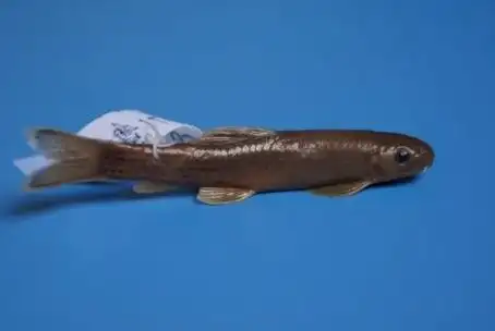 长须盘鮨(学名: i>discogobio longibarbatus /i>)为鲤科盘鮨属的鱼类