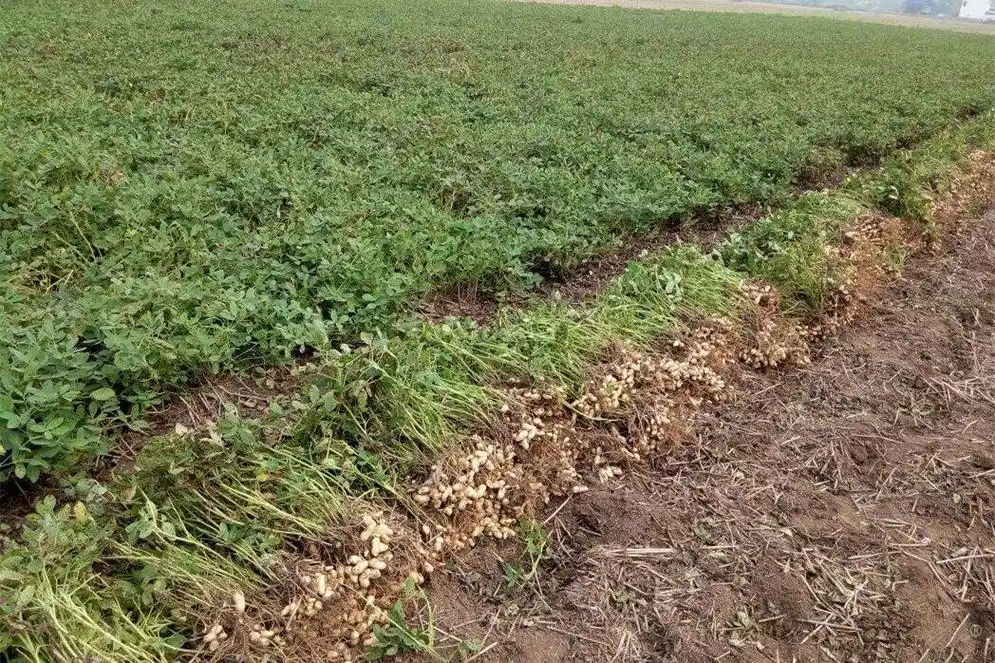 中国花生种植第一大县河南正阳正遭受冰火考验,请您支招 | 豫记