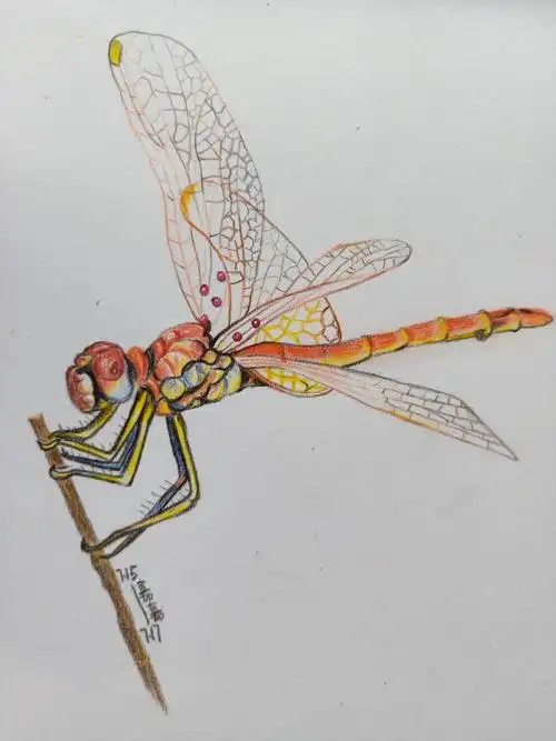 手绘蜻蜓