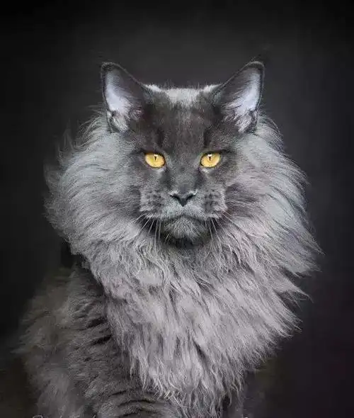 缅因猫:宠物界的花臂大佬,外表霸气内心软萌