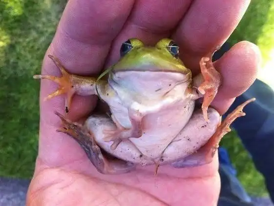 那个眼睛长在嘴巴里的青蛙是怎么回事!