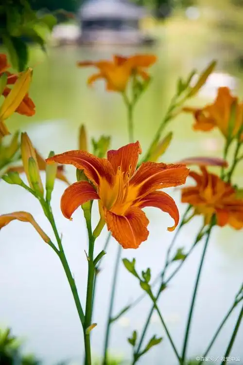 母亲节的由来,萱草花才是中国的母亲花