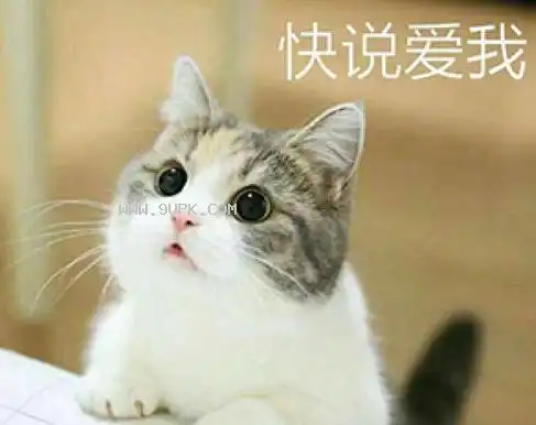 小猫咪叫老婆qq表情包 20190无水印版