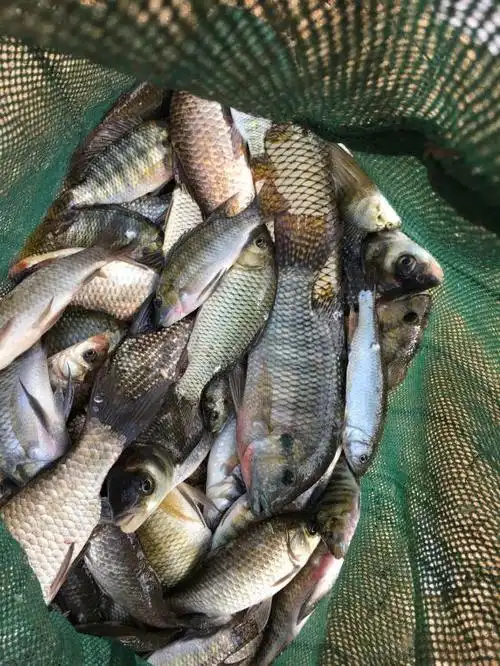 钓鱼佬的鱼护都装过一些啥?甲鱼蛇蛙都常见,还想装头牛?