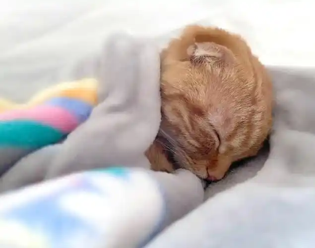 小奶猫睡觉有多可爱