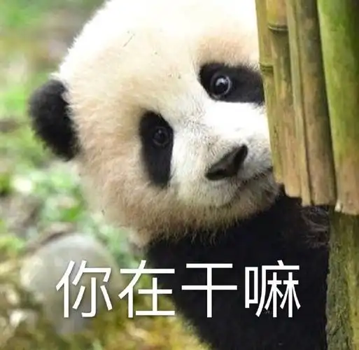 萌宠熊猫你在干嘛在吗呆萌可爱gif动图_动态图_表情包下载_soogif