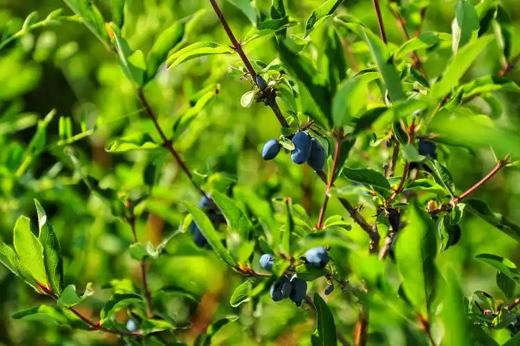 大兴安岭塔河一个寒温带的大植物园还有包治百病的诗和远方