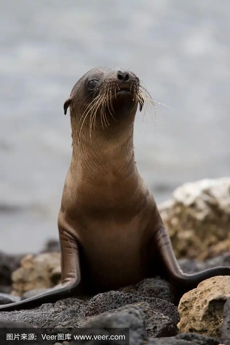 加拉帕戈斯群岛海狮