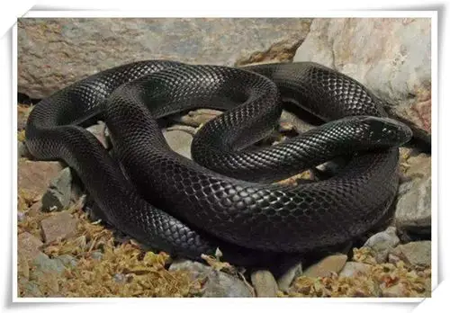 桐梓宠物蛇-墨西哥黑王蛇店-深圳市壹叁神话宠物商贸有限公司