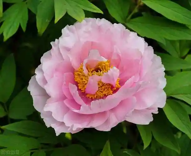 金,洛阳花富贵花,百两金,木芍药富贵者,花中之王,国色天香五)兰花幽客