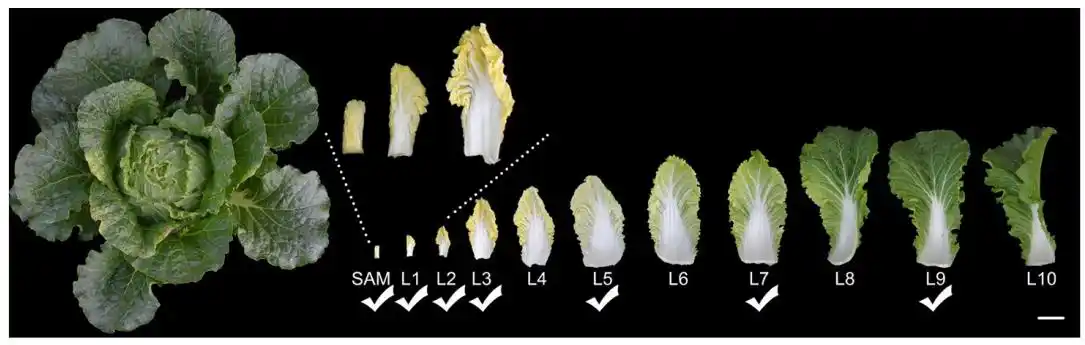 空间转录组分析揭示大白菜叶球形成的关键过渡叶