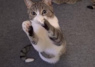 喵星人的喵星球