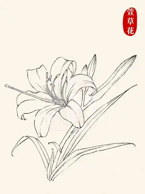梅花,菊花,枫叶郁金香,萱草花,百合花等花卉的线描,白描画法