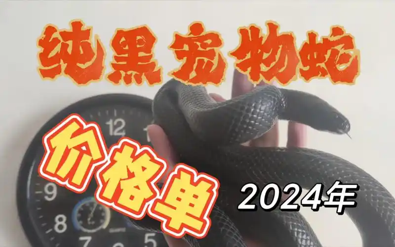 的么(黑王蛇,黑松,黑屋,王蛇,玉米蛇,王蛇,宠物蛇,玩具蛇,宠物蛇价格