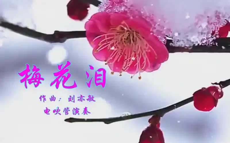 电吹管演奏经典歌曲《梅花泪》 冰雪寒花蕊 梅花亦有泪
