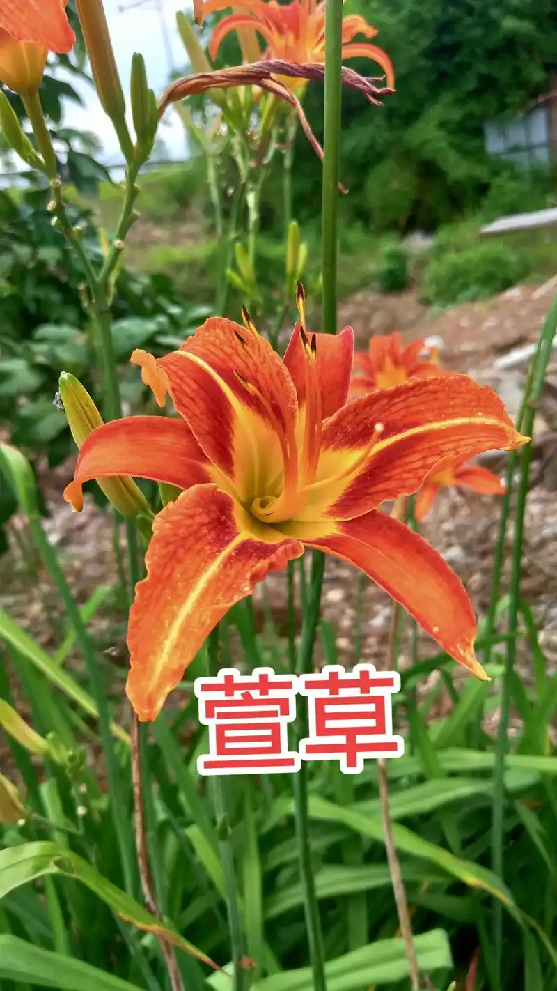 忘忧草.萱草和黄花菜区别:萱草花的枝叶是呈披针形的,叶片背面 - 抖音