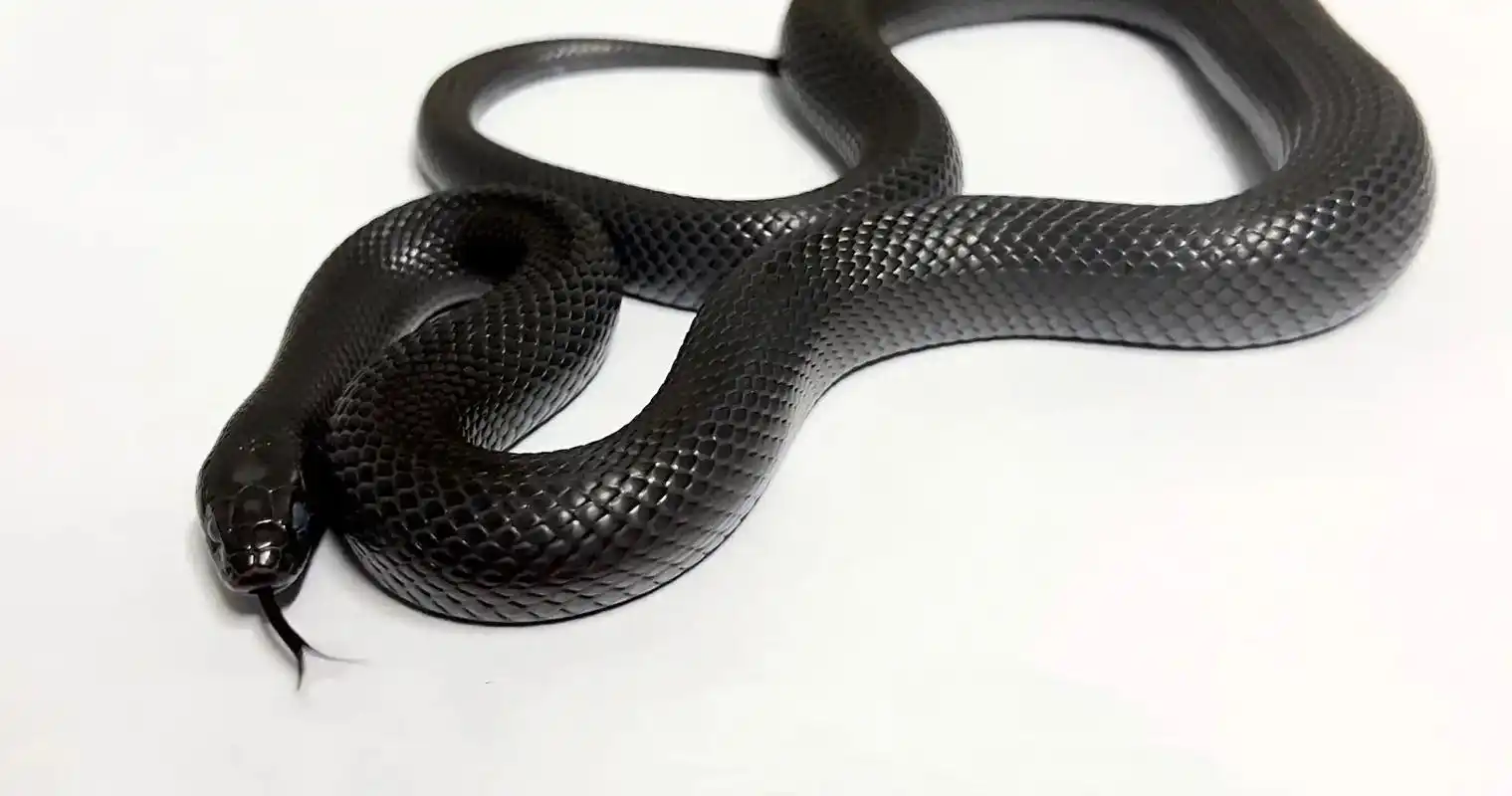 压迫感94.#墨西哥黑王蛇 #爬宠 #非保护动物 #蛇 #爬 - 抖音