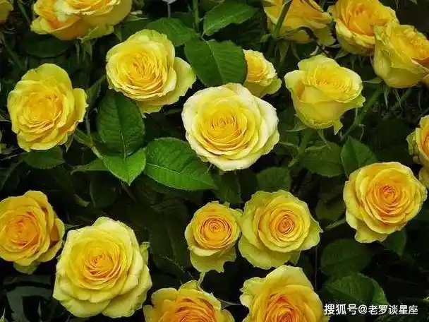 4月紫气东来喜事不断桃花旺盛爱情事业将会双丰收的4星座