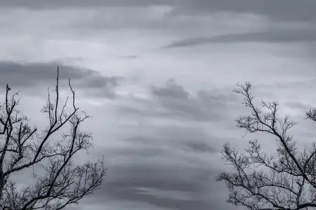 暴风哭泣灰色天空背景上的死树和树枝剪影.黑色的树枝.自然纹理背景.