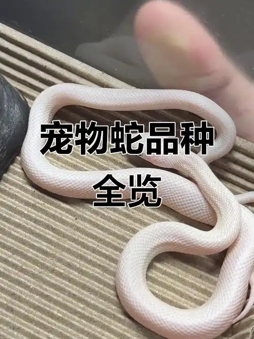 常见宠物蛇大揭秘:从黑王到薄荷玉米蛇
