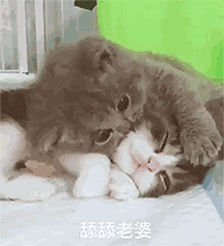猫咪可爱舔一舔舔舔老婆躺着gif动图_动态图_表情包下载_soogif