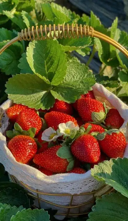 ins风格超火的草莓壁纸 很甜很温柔的草莓皮肤