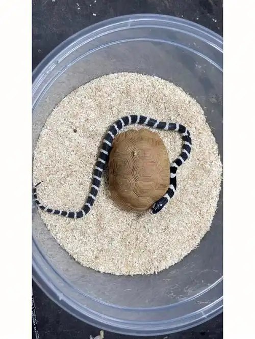 黑白王蛇宠物蛇