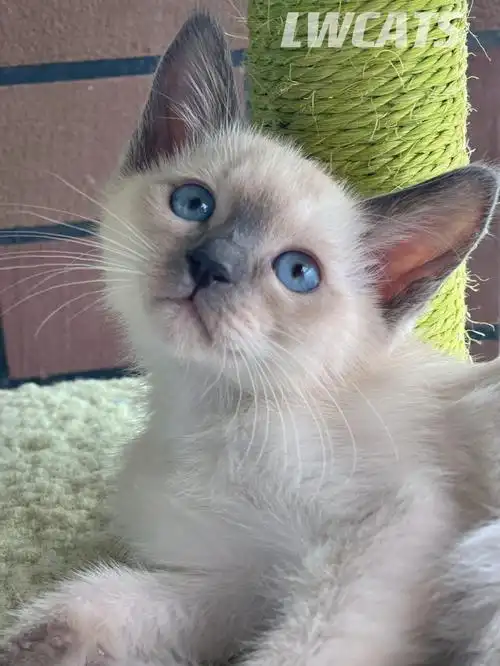 暹罗猫|图一的小奶猫,你有心事吗