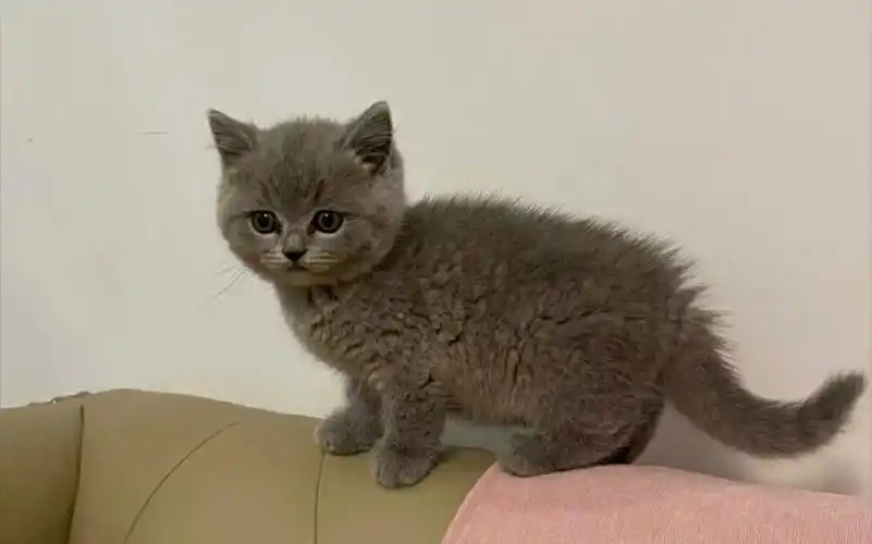 一直可爱的小英短蓝猫 小奶猫