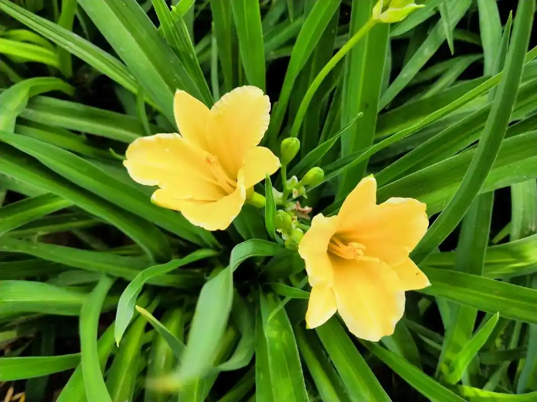 身边植物之金娃娃萱草:它是"黄花菜"的"矮化版".金娃娃萱草 - 抖音