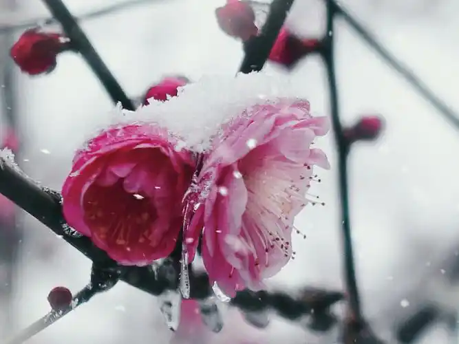 它们应该是这冬天世界里最相匹配的一对吧: 我为你飘洒,你为我绽放!