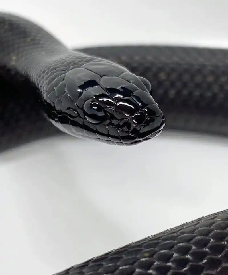墨西哥黑王,颜值于性格并存的人气宠物蛇.#墨西哥黑王蛇 #黑 - 抖音