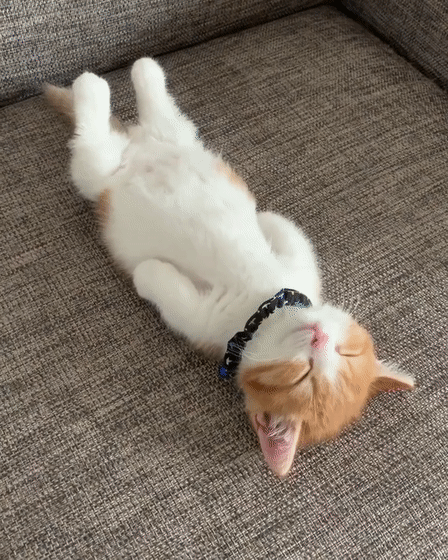 靠睡姿变成超级网红,小奶猫睡觉到底有多可爱?