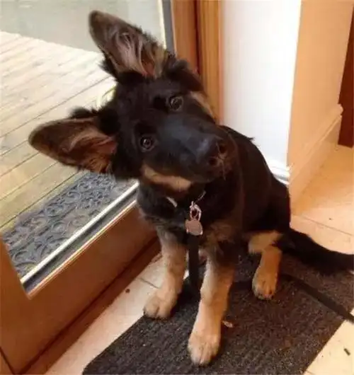 狗狗"歪头杀",是在卖萌么?