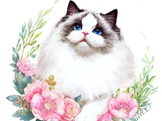 布偶猫水粉小拉