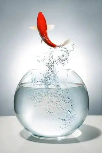 无人,跳,竖图,室内,特写,白天,白色背景,正面,水,桌面,桌子,锦鲤,鲤鱼