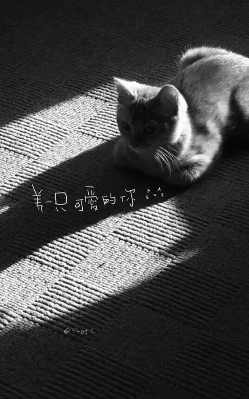 超萌,可爱,小猫咪,动物,文字控,手机壁纸超萌可爱小猫咪带字图片高清