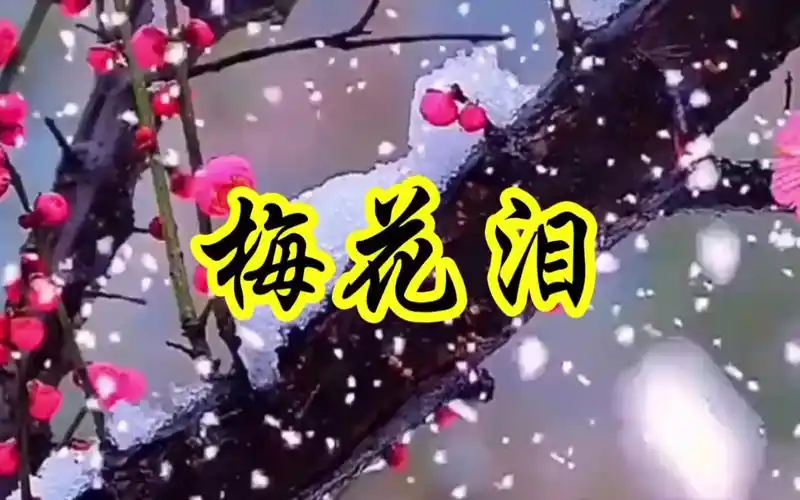 一首超好听的神曲《梅花泪》演唱:文希,歌声优美动听,谢谢聆听.