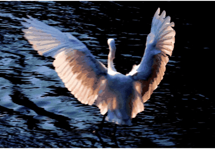 756_522gif 动态图 动图