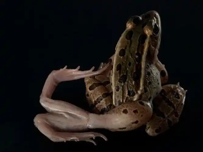 那个眼睛长在嘴巴里的青蛙是怎么回事!