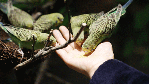 游客朋友们可自主投喂和掌心喂食方式品种有虎皮鹦鹉,牡丹鹦鹉,文鸟等